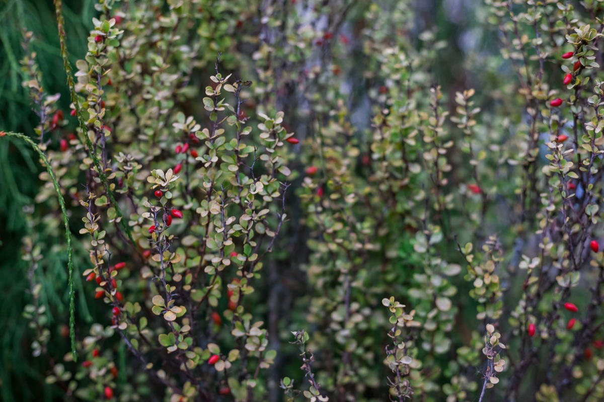 Berberis Pflanze mit Beeren