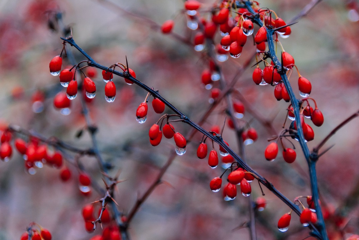 Close-up of barberry plant berries, the natural source of berberine