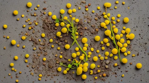 Berberina: guida al dosaggio di 500mg per il metabolismo