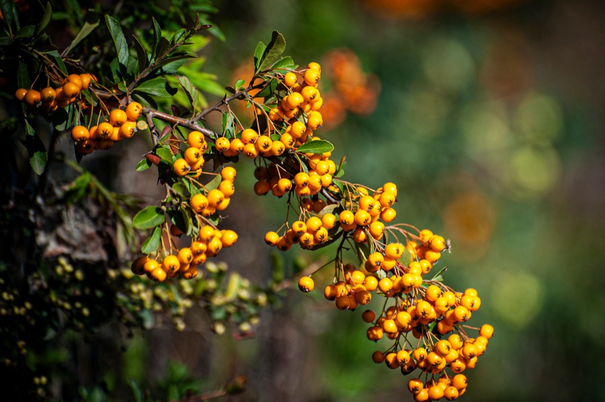 Pianta di berberis con foglie e bacche