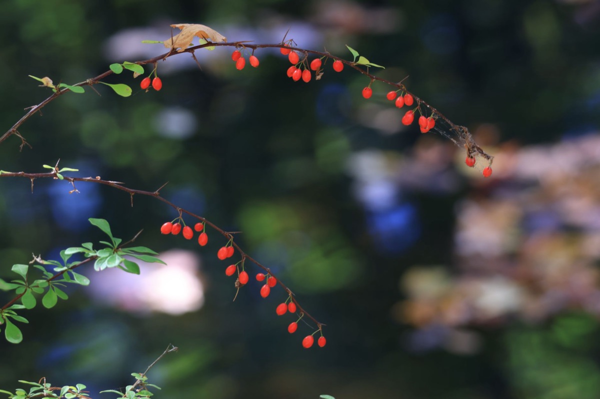 ベルベリンの原料となるメギの植物