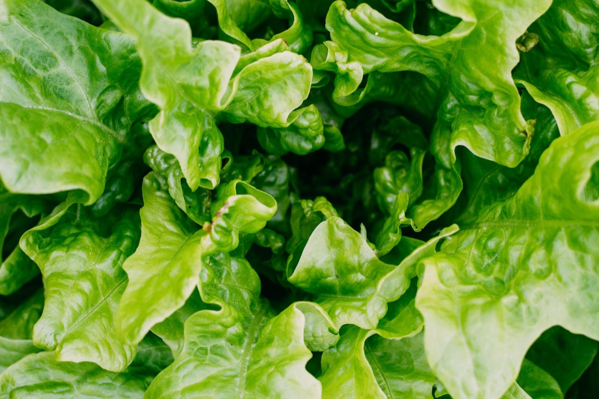 un vegetale foglioso e naturale
