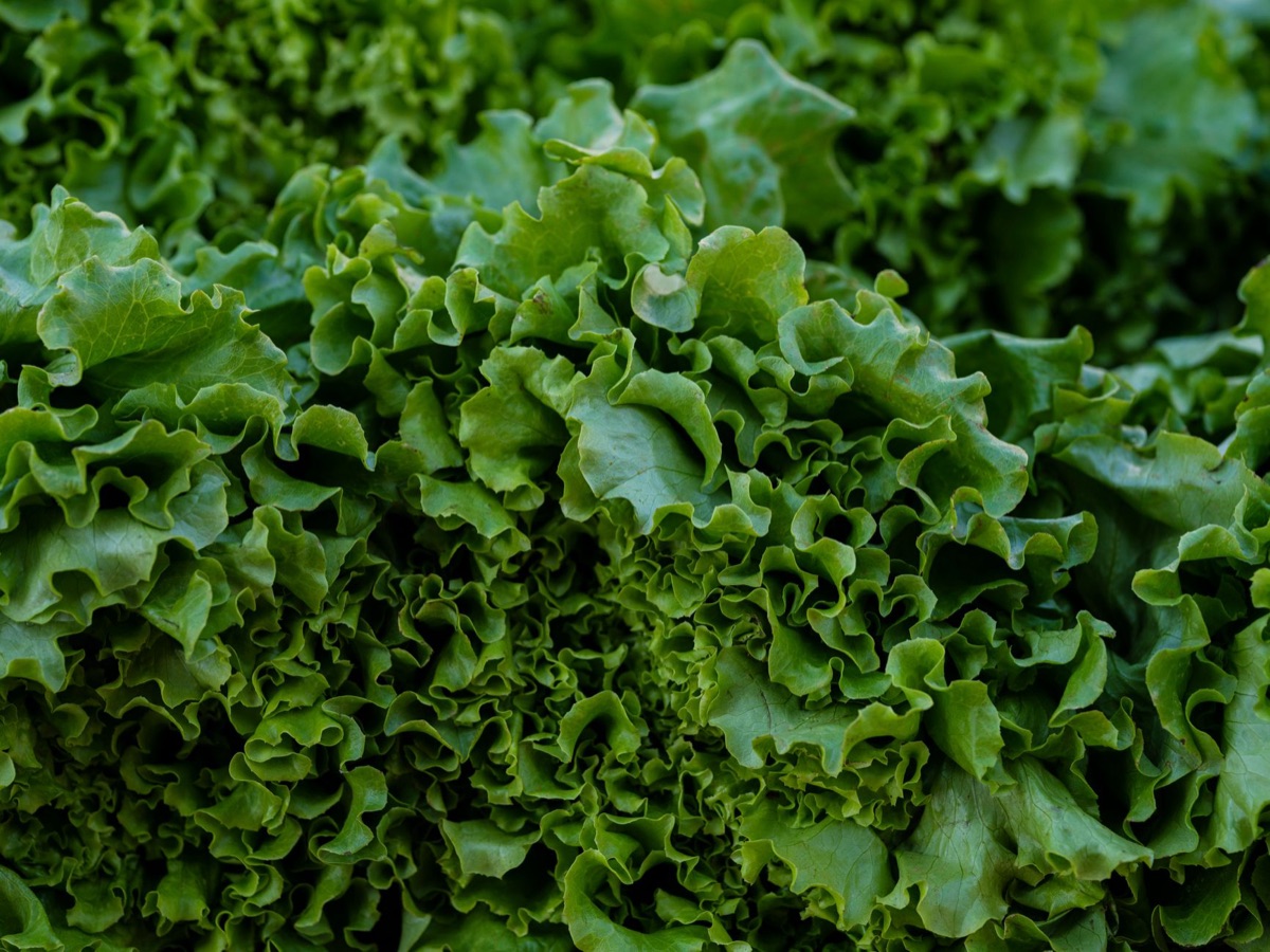 Folhas verdes frescas e vegetais para uma dieta saudável.