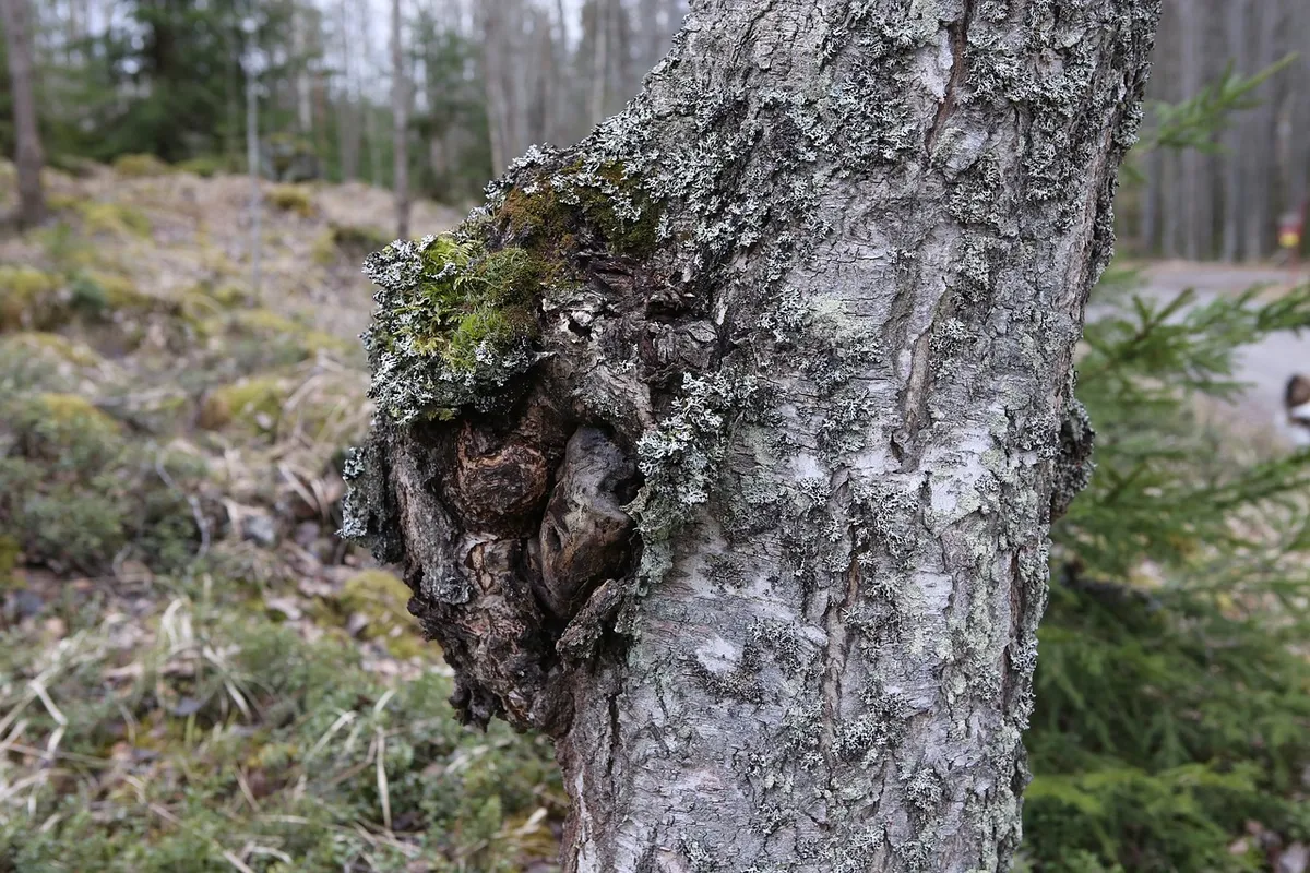 birch, chaga mushroom, gnarl, medicine, dietary supplement, welfare, chaga mushroom, chaga mushroom, chaga mushroom, chaga mushroom, chaga mushroom