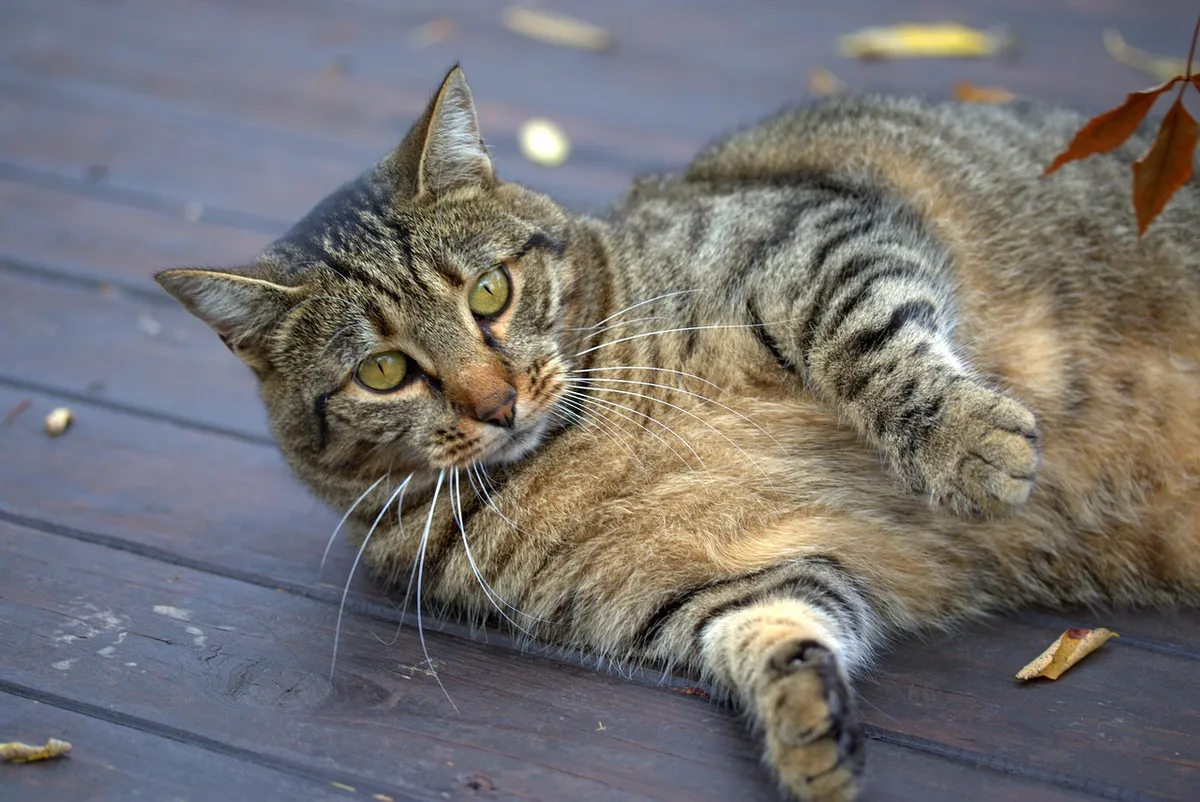the cat, catlike, playful, gray, stripes, lazy, fatty