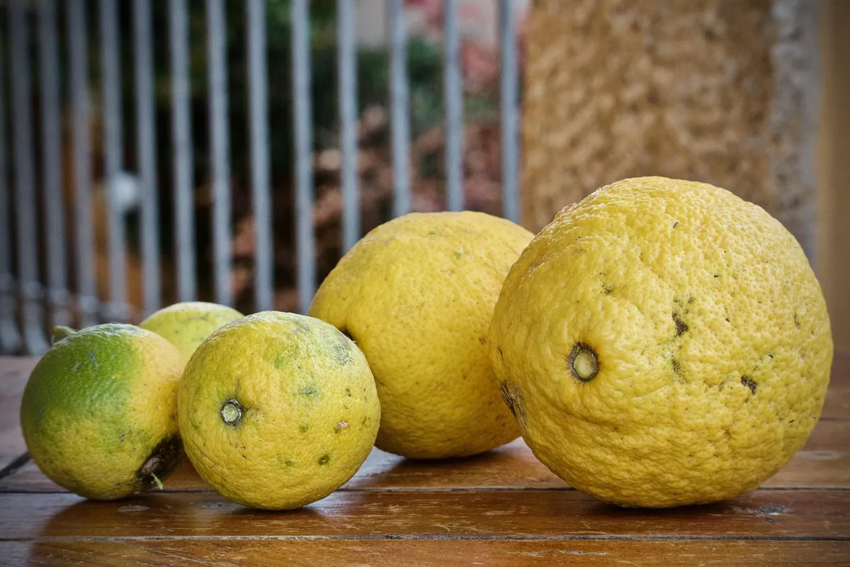 lemon, citrus fruits, bio, sano, fresh, fruit, acid, yellow, natural, lemonade, vitamin, nature, juice, alimentari, organic, juicy, food, nutrition, mediterrane