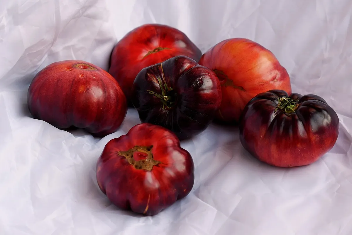 tomatoes, fruits, healthy, salad, huerta, vegetable, farming, tomato, foods, vegetarian, vegan, veganism, diet, nutrition, organic, harvest, vitamins