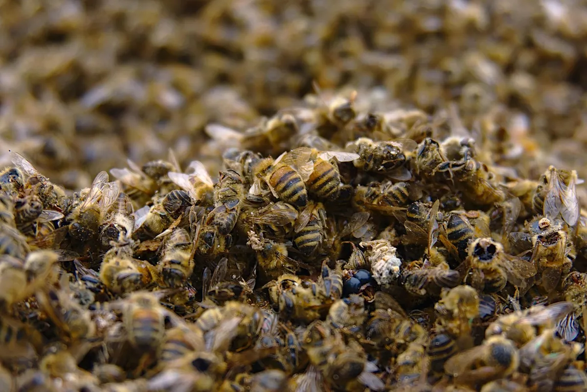 bees, bee deaths, pesticides, insects, nature, environmental protection, biodiversity, pesticide, types of die, pollination, honey, pollen, protection