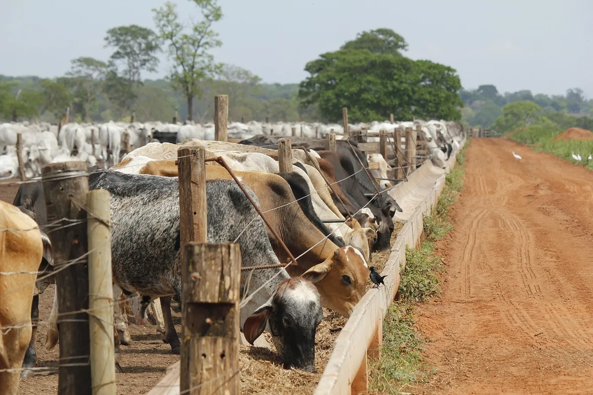 livestock, diet, power, feeder, fattening, ranch, meat, farm